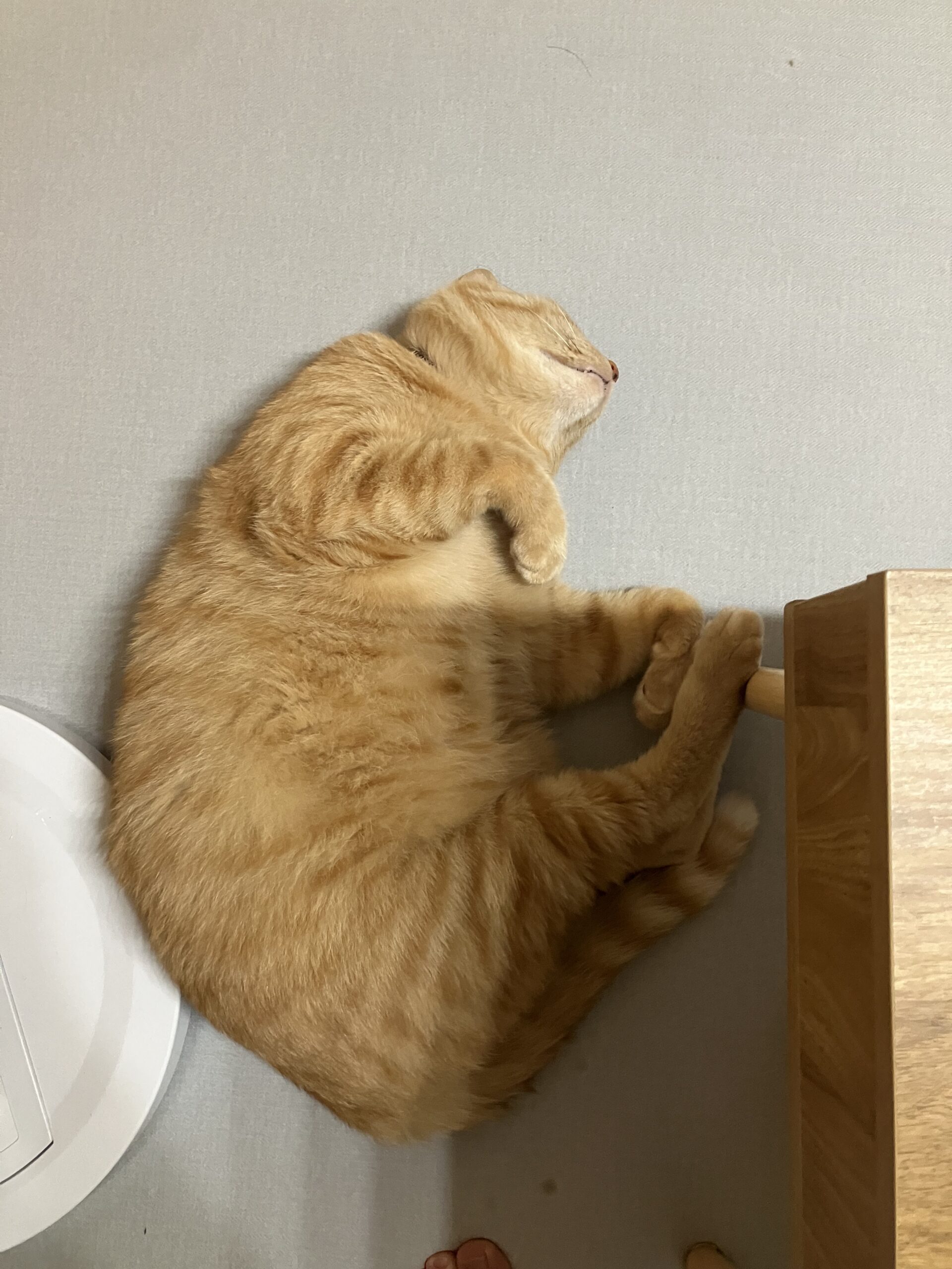 FPねこ