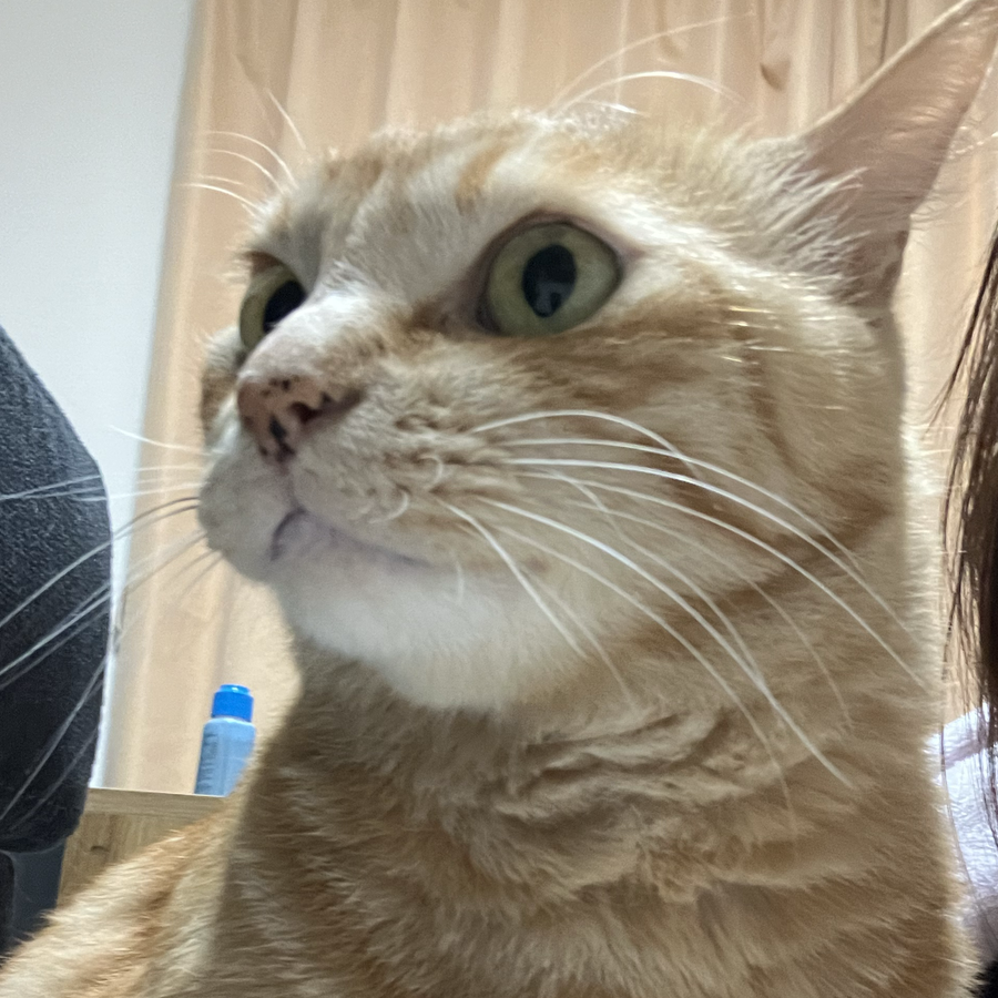 FPねこ